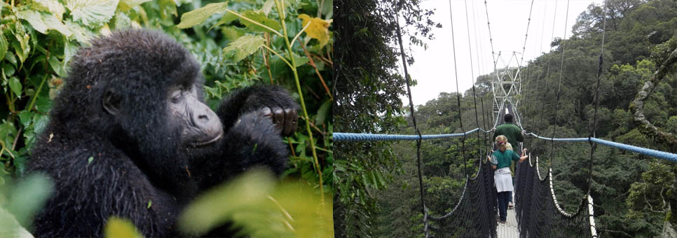 9-days-rwanda-gorilla-safari