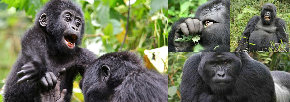 rwanda-3-day-gorilla-trekking-safari