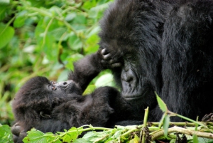 Behavior of Mountain Gorillas