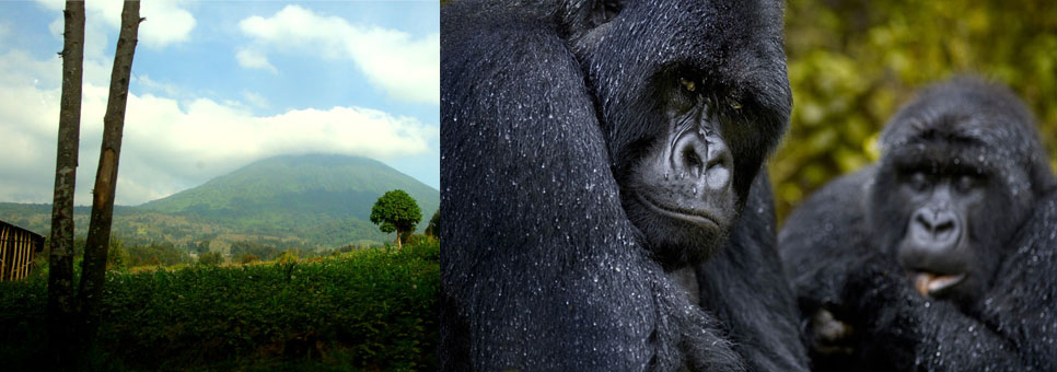 gorilla-and-bisoke-view