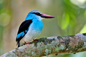 Bird watching in Kibale Forest National Park Uganda