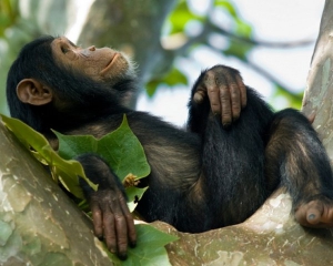 Chimp tracking in Queen Elizabeth National Park