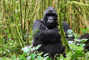 Mountain gorillas in Volcanoes National Park