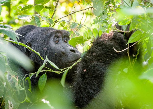 4 Days Uganda Rwanda Gorilla Trekking Safari 